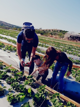 קסם התות קטיף עצמי של תותים